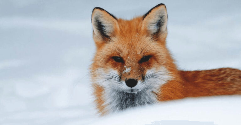 Top 16 Animals That Are Most Similar To Another Animal Species