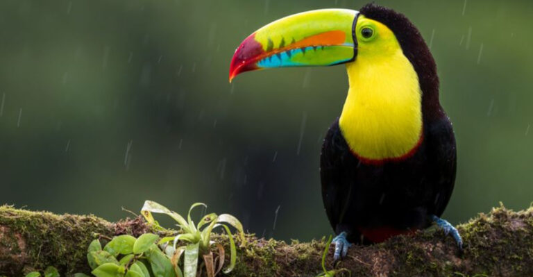 Top 19 Most Colorful Animals In The World