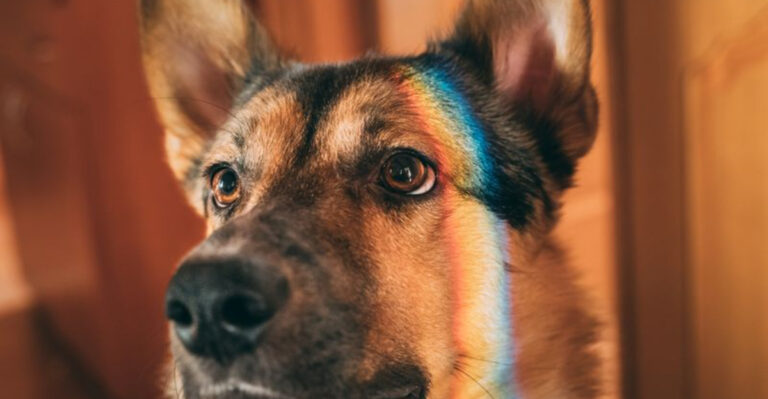 Top 20 Popular Dog Misconceptions Debunked