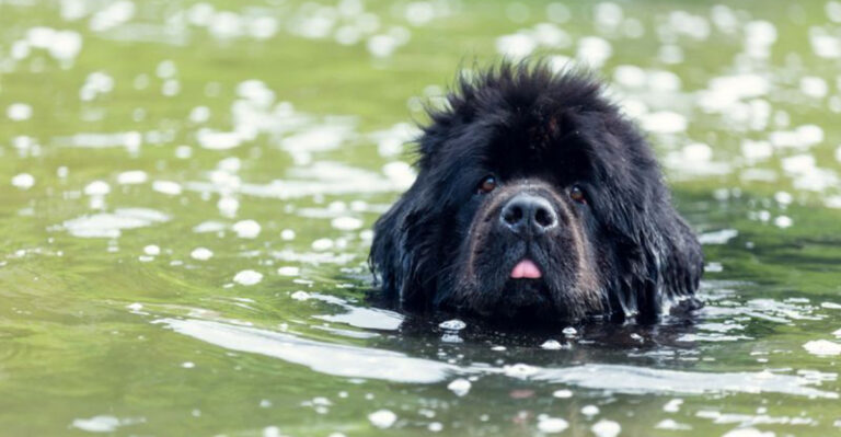 Top 25 Dog Breeds That Defined An Era Of Simpler Living