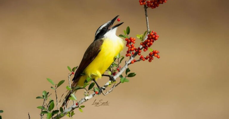Top 9 Most Common Birds With Yellow Chests