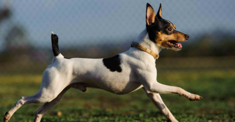 Toy Fox Terrier: Small Dog, Big American Spirit