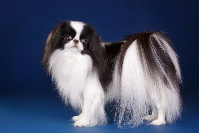 Japanese Chin