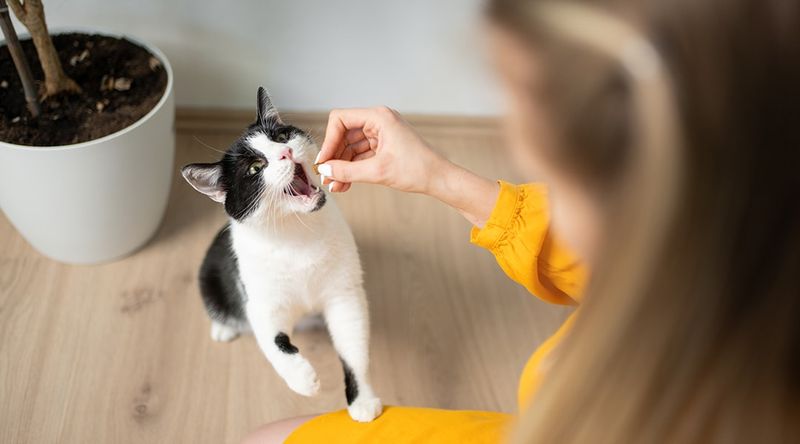 Be Patient And Give Your Cat Time