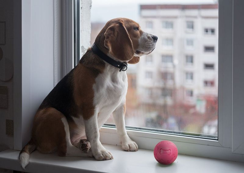 Indoor Fetch Variations
