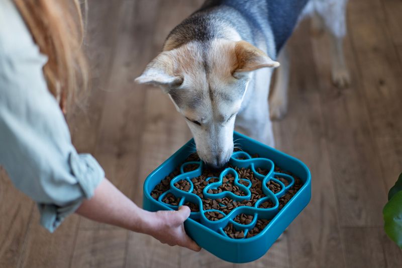 Interactive Feeders