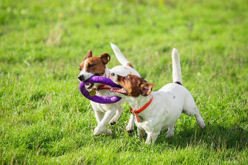 Socialization Events
