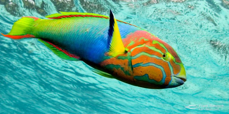 Wrasse