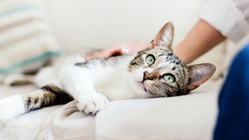 Master The Art Of Gentle Petting