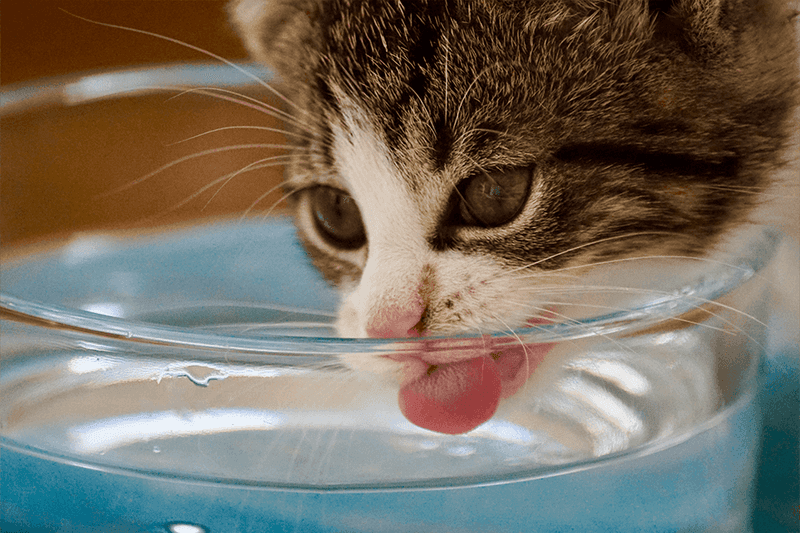 Flavor Their Water