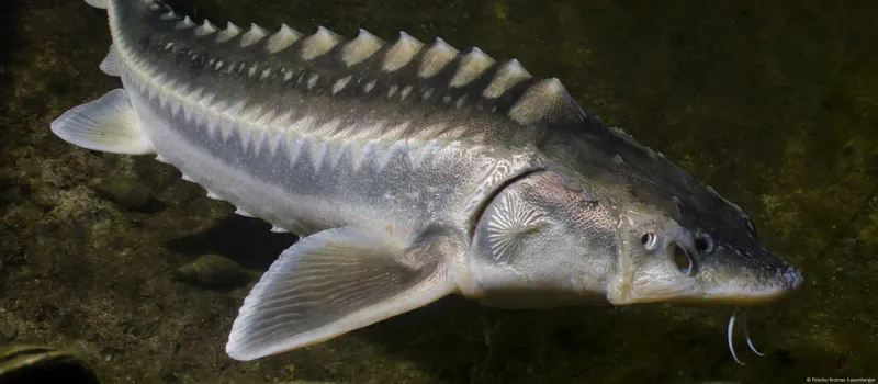 Sturgeon