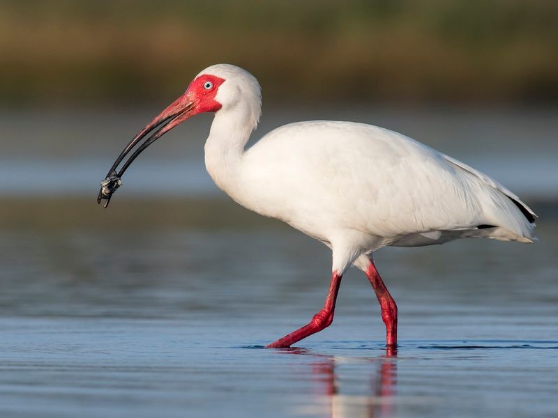 White Ibis