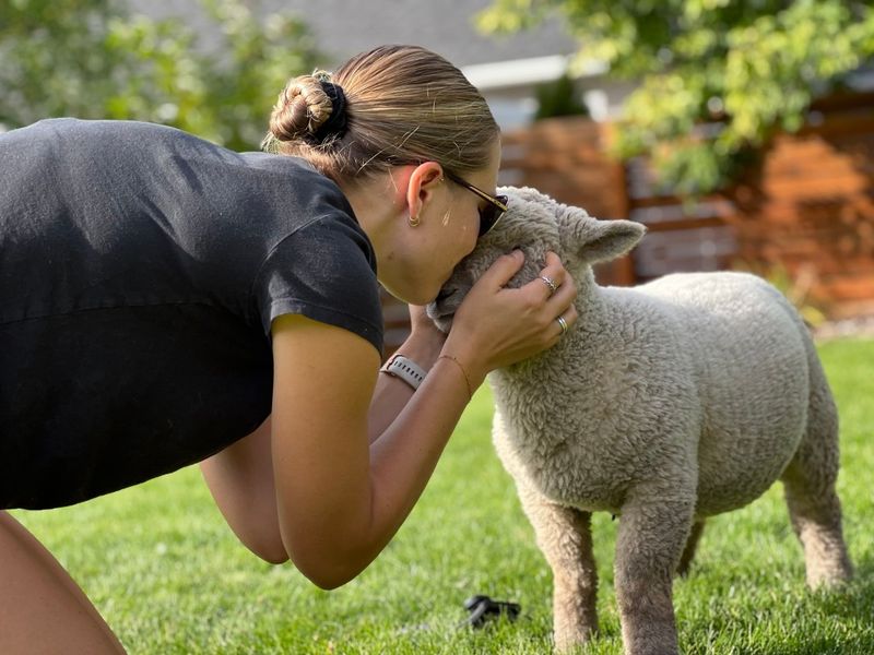 Sheep