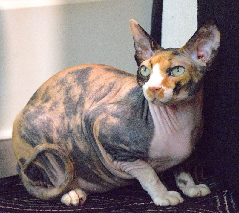 Sphynx