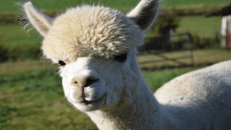 Llamas: Gentle Guardians