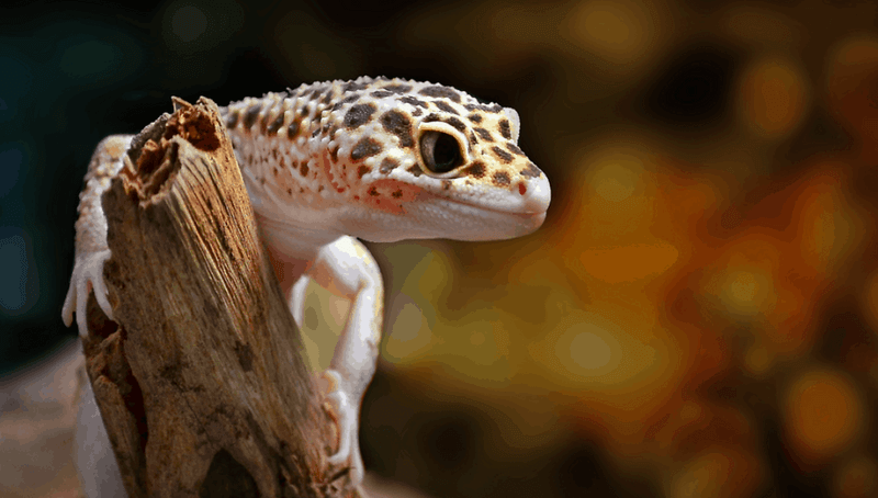 Leopard Geckos