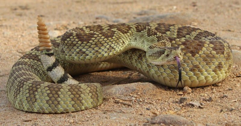 Venomous Vipers: Mojave Rattlesnakes