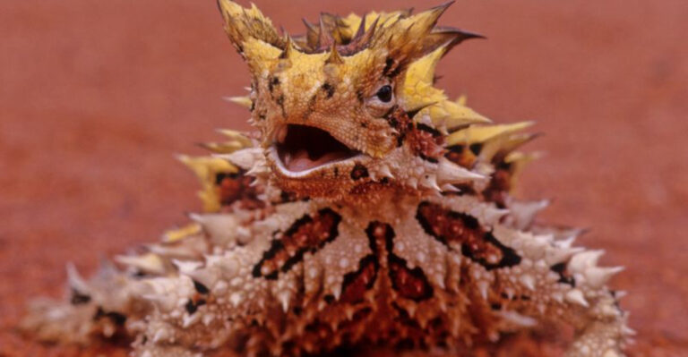 Uncover The Wonders Of The Animal Kingdom And Its Varieties