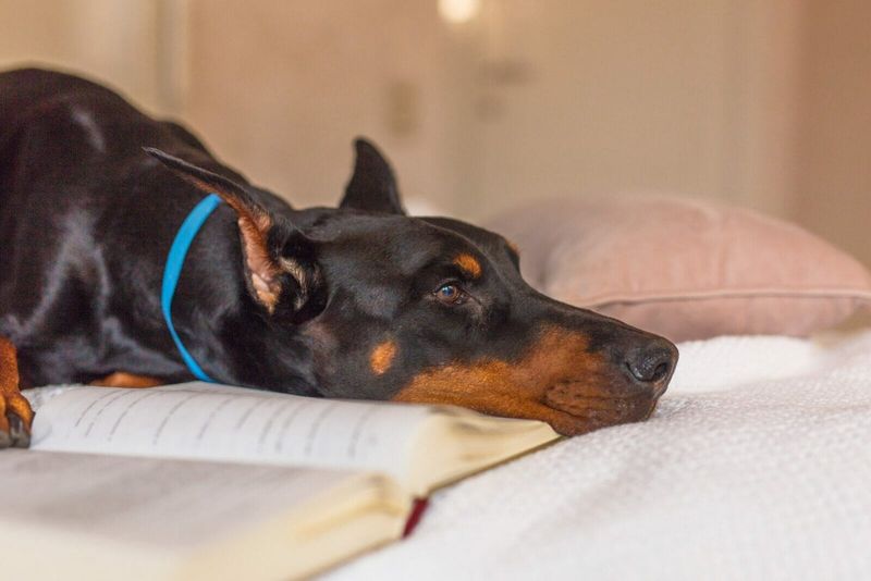 Regular Veterinary Care