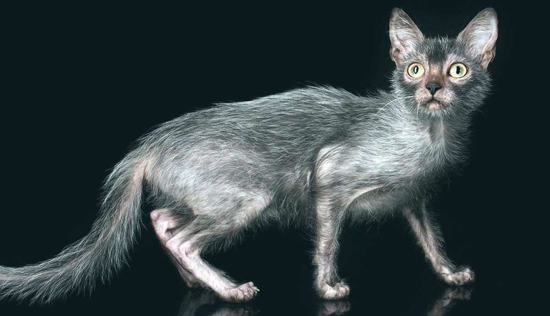 Wolf-Like Molting