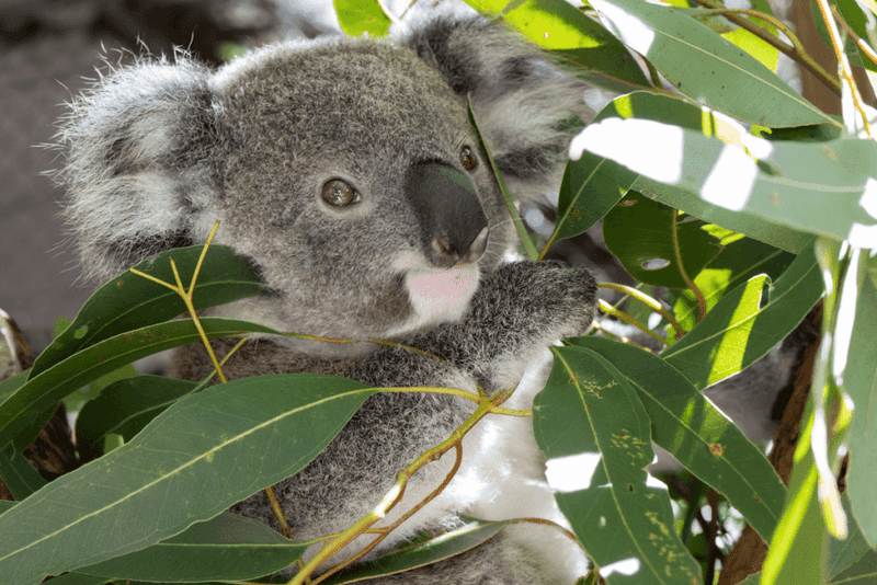 Eucalyptus Dependence
