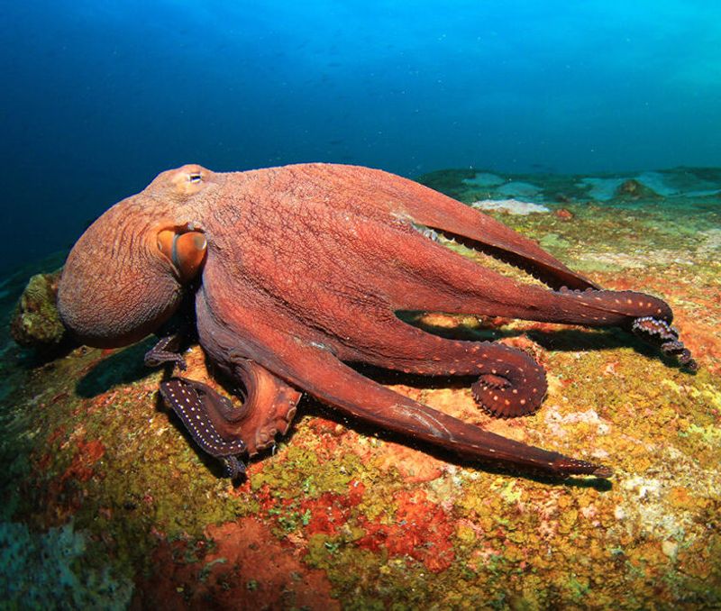 Giant Pacific Octopus
