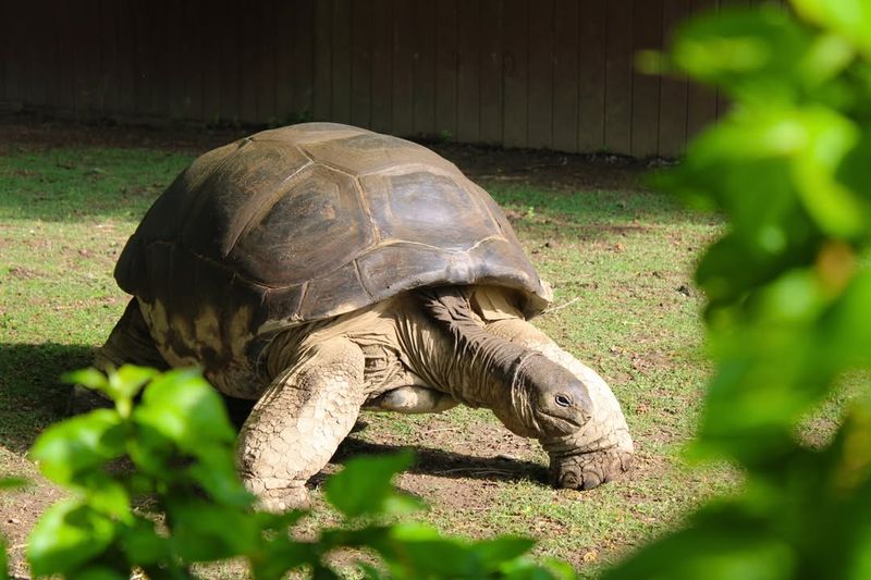 Slow And Steady Wins