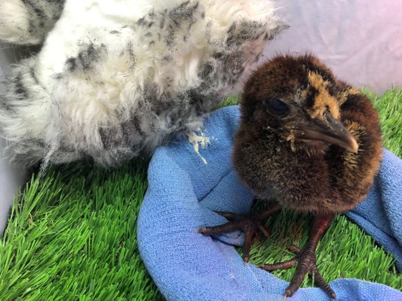The Kagu Chick's Fluffy Debut
