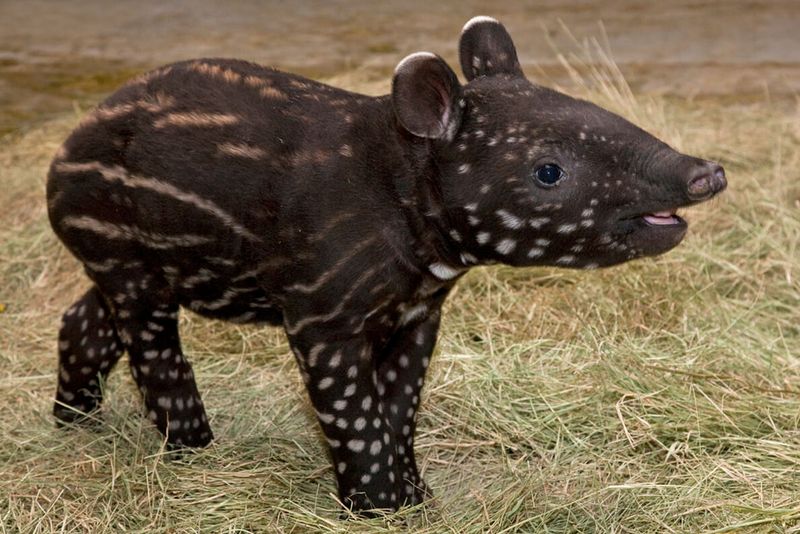 Adorable Calves