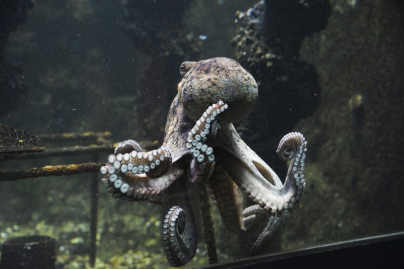 Eight-Armed Problem Solvers Of The Deep