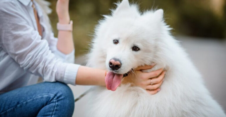 Unsure About Getting A Dog? Here’s Why You Totally Should!