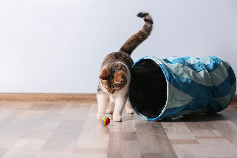 High Energy Cats