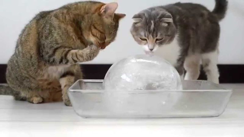 Ice Cube Treats