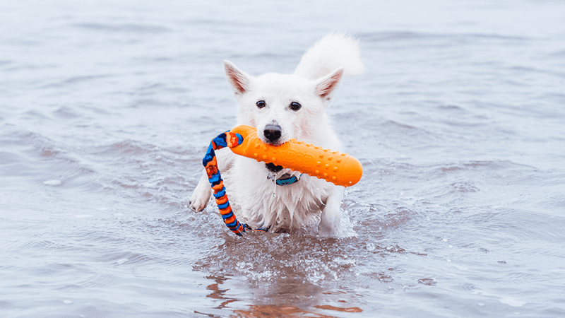 Play Fetch With Floating Toys