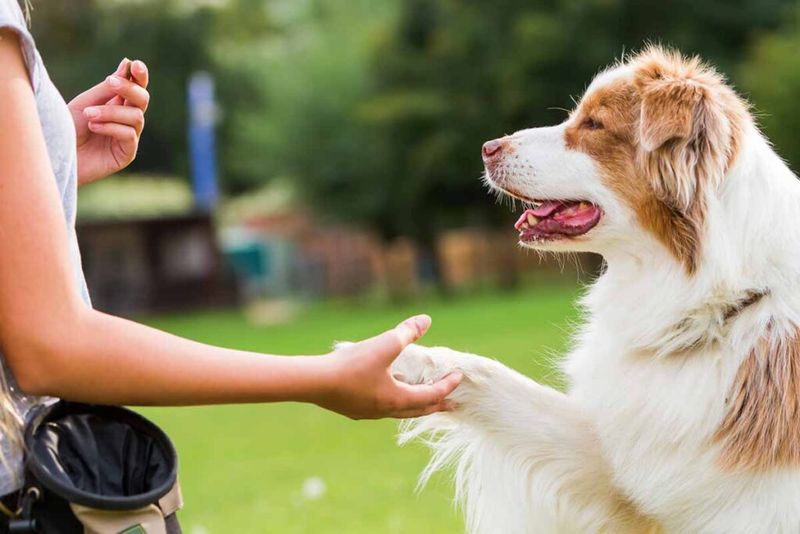 Teach Basic Commands