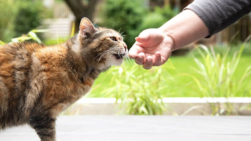 Click Immediately After Desired Behavior