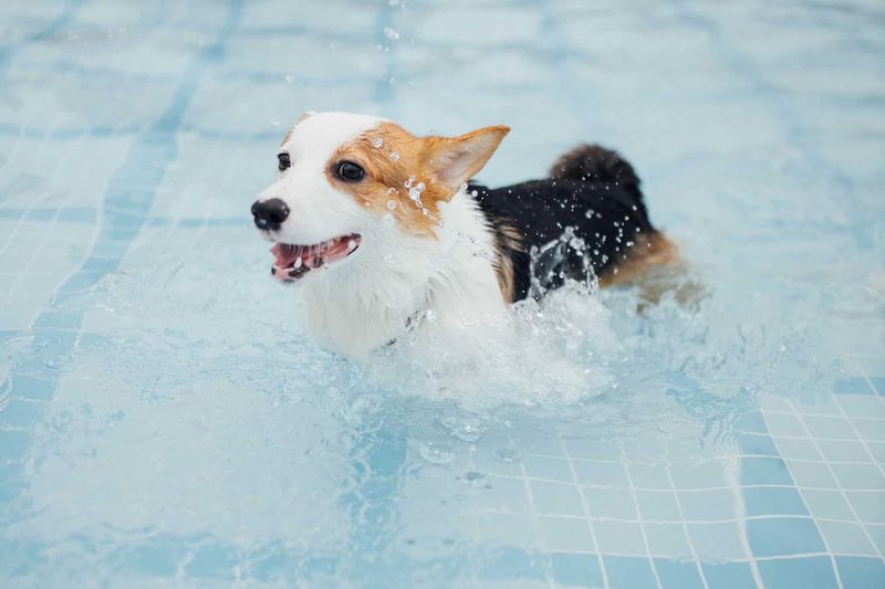 Avoid Forcing Your Dog