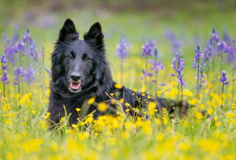 Nebraska - Belgian Sheepdog
