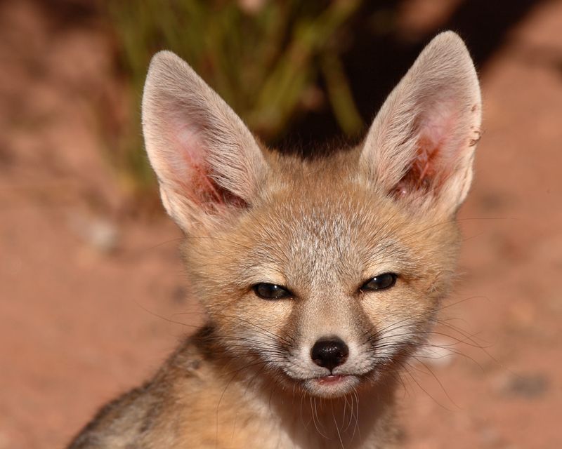 San Joaquin Kit Fox