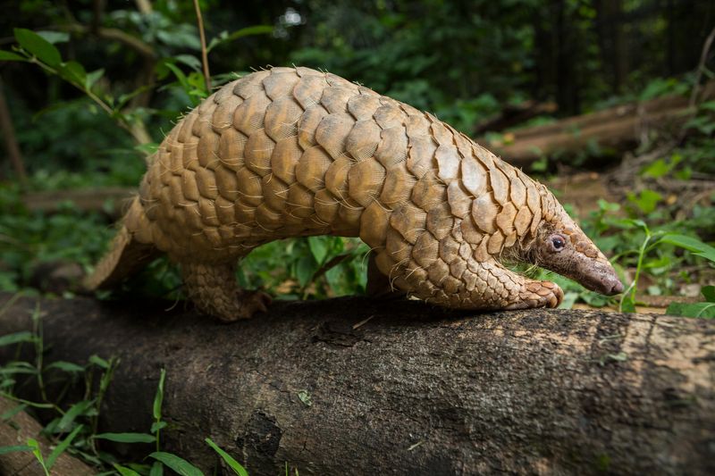 Unseen Crisis: Pangolin