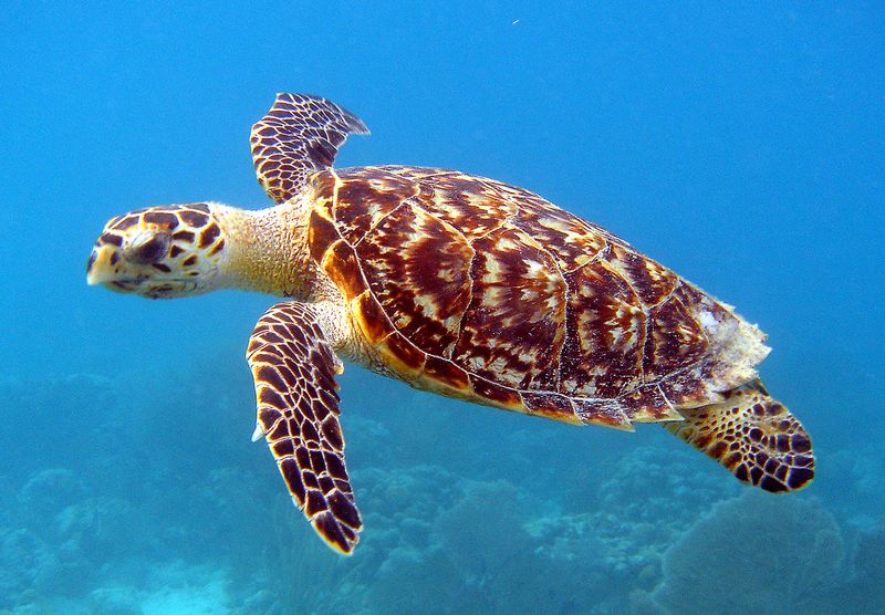 Fading Into Myth: Hawksbill Sea Turtle