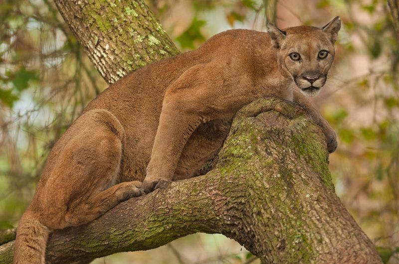 Florida Panther