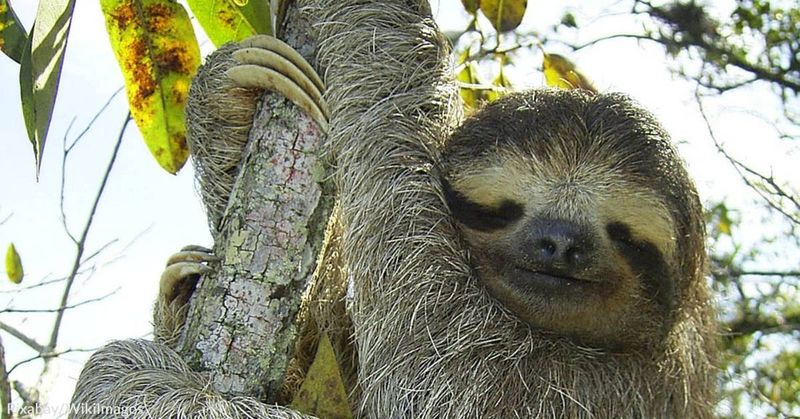 Pygmy Three-Toed Sloth