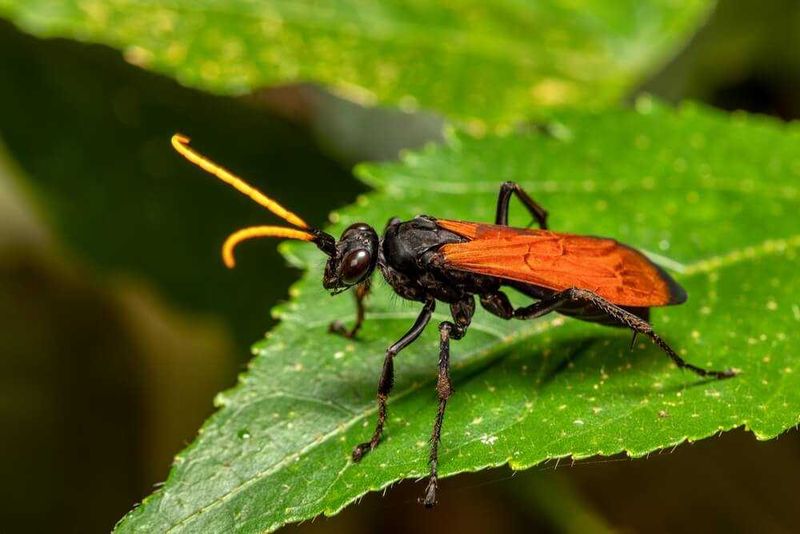Buzzing Bombers: Tarantula Hawks