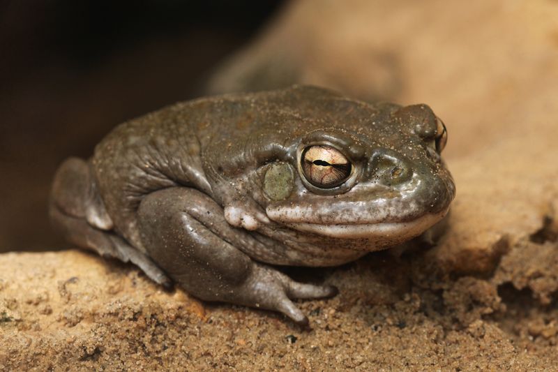 Desert Dragons: Sonoran Desert Toads