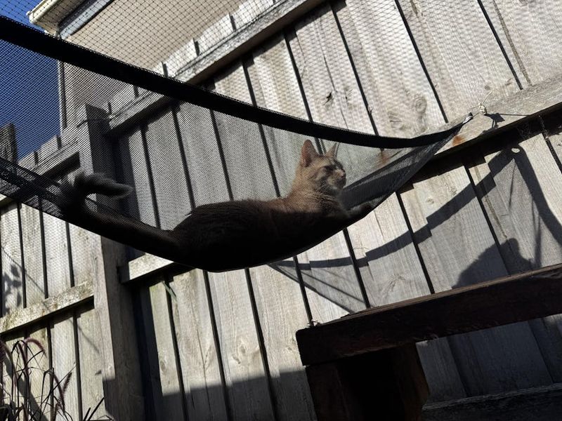 Cat Hammocks