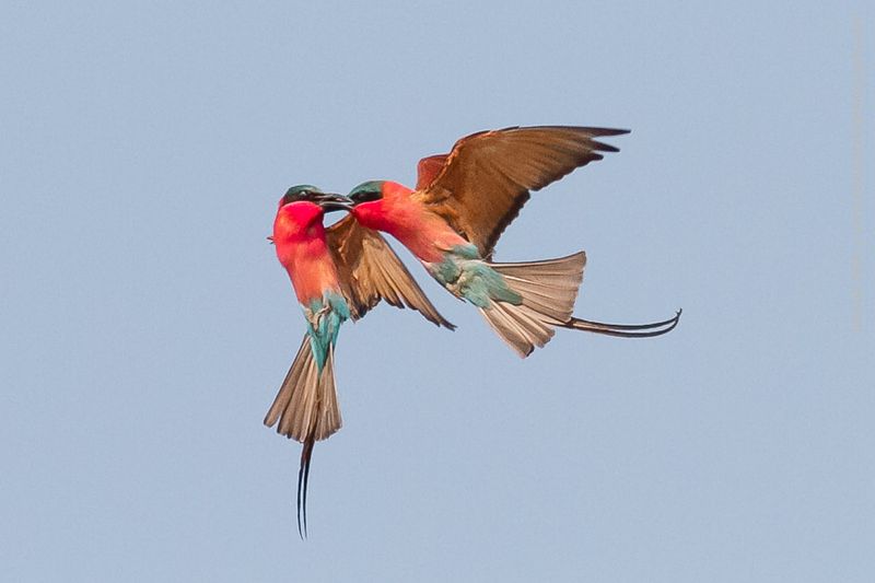 Carmine Bee-eater