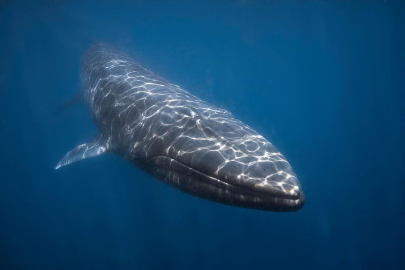 Omura's Whale