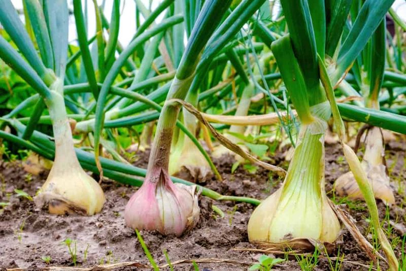 Onions