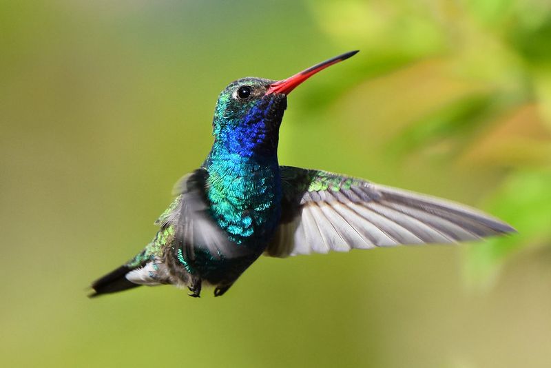 Broad-Billed Hummingbird